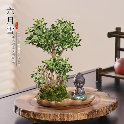 六月雪苔藓球盆栽水培植物老桩提根花卉植物办公室阳台桌面绿植