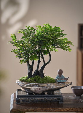小叶紫檀盆景绿植盆栽老桩植物室内茶几客厅办公桌面树苗四季好养