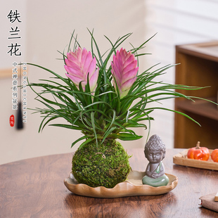 铁兰花盆栽苔藓球水培植物办公室内客厅桌面四季开花好养绿植花卉