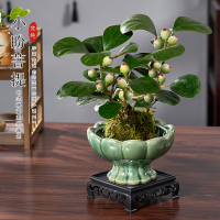 小盼菩提苔蘚球帶果室內(nèi)好養(yǎng)