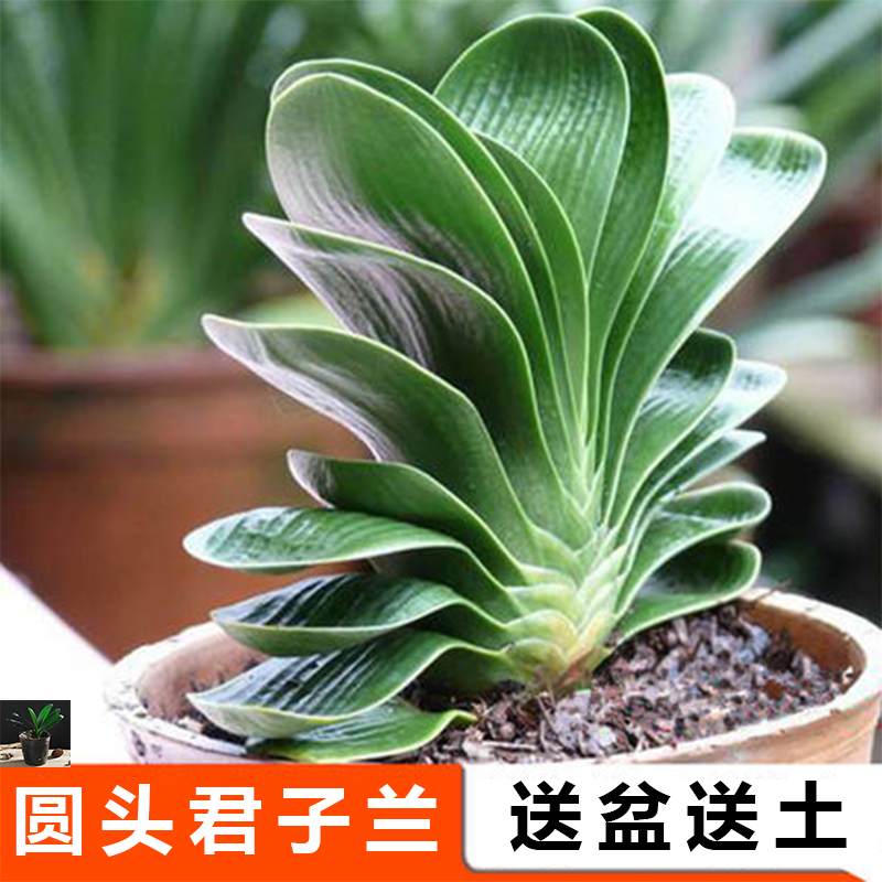 长春君子兰圆头短叶黄花油匠和尚蜡膜花脸圆头立板