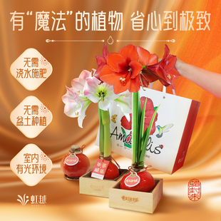 朱顶红蜡球蜡封朱顶红种球进口种球大球节日礼品礼盒朱顶红特大1