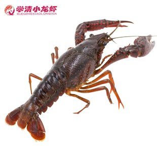 5斤清水小龙虾鲜活456钱虾淡水活虾养殖基地现捕现发顺丰包邮