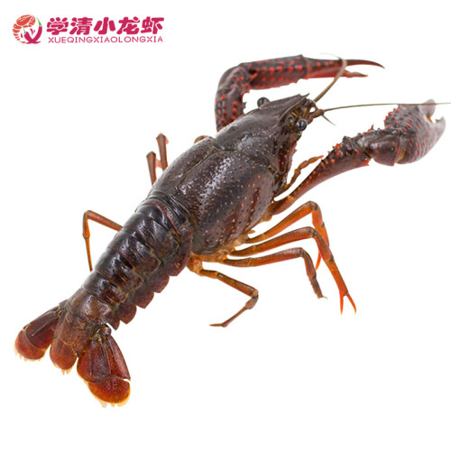 3斤清水小龙虾456钱食用新鲜