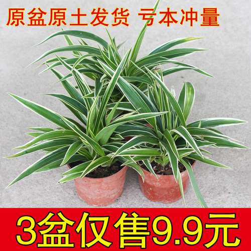 绿植金边吊兰绿植花卉