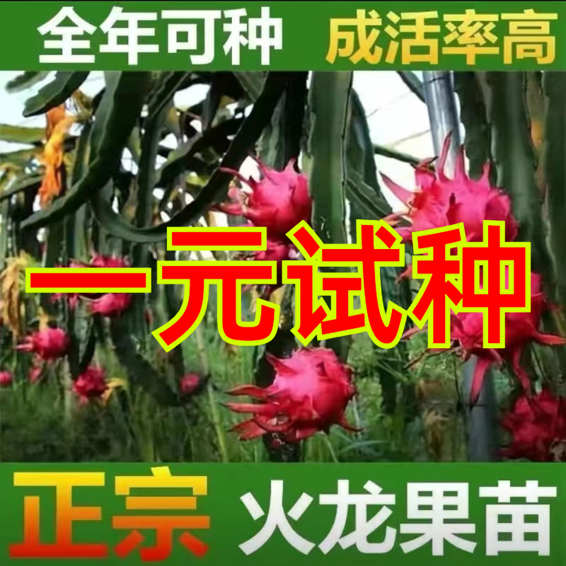 红心火龙果苗果树盆栽地栽庭院阳台南北方四季种植果树苗当年结果