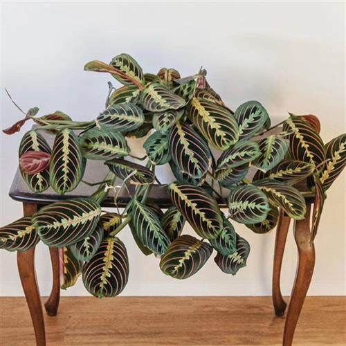 叶蝉竹芋室内观叶绿植垂吊花卉盆栽耐阴红脉豹纹水培植物桌面美观