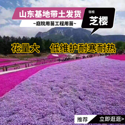 【山桃】芝樱花苗庭院开花地被