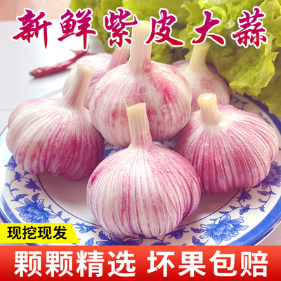 新鲜大蒜头紫皮湿蒜5斤山东金乡今年现挖新蒜嫩蒜红大蒜腌制云南
