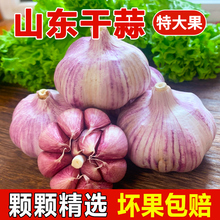 果王缘超大山东大蒜干蒜头5斤装 紫皮新鲜腊八蒜2022金乡蒜种子