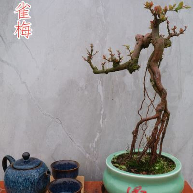 岭南小叶红芽雀梅盆景观叶植物提根老桩桌面客厅小品带盆所见所得