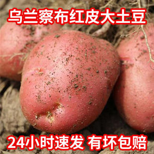 2025年乌兰察布土豆新鲜红皮土豆内蒙古后旗红土豆沙面马铃薯9斤