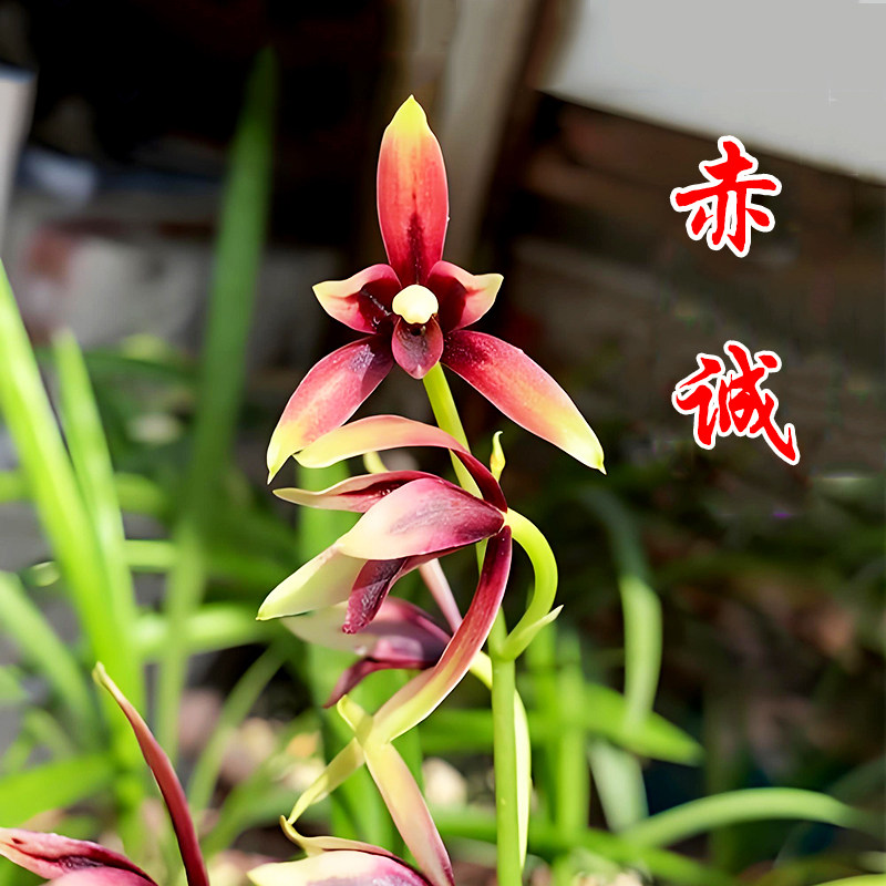 赤诚兰花盆栽夏带花苞精品兰花苗
