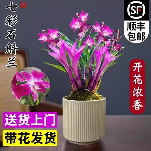 现带花苞七彩香水石斛兰花好养