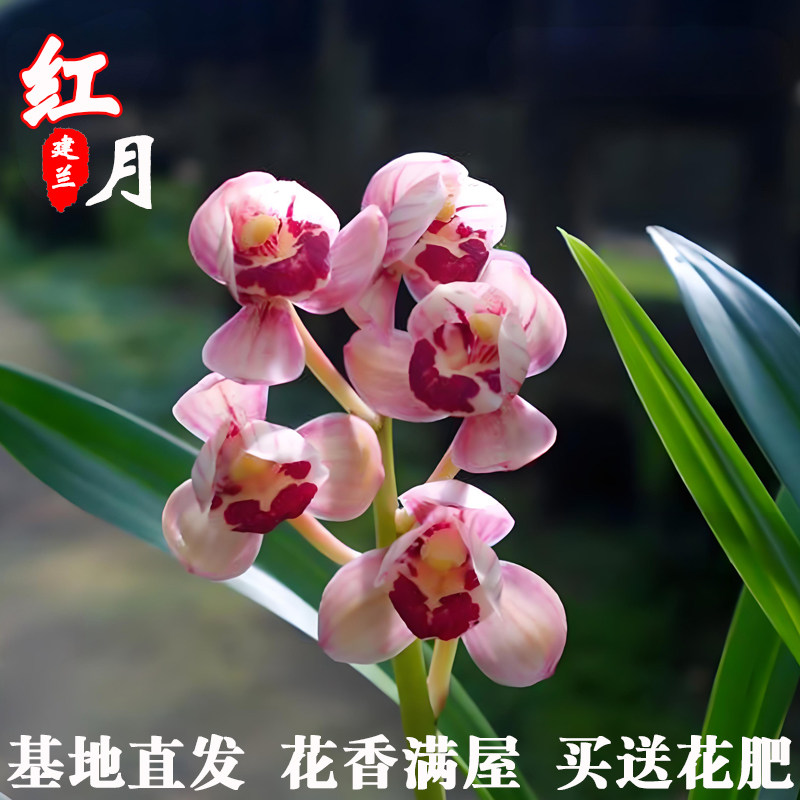 四季建兰花精品老种红月正品现带花浓香兰草好养室内绿植花卉盆栽
