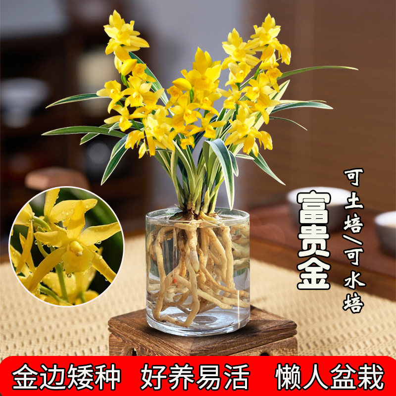 金边水培香水兰花苗富贵金室内植物浓香四季建花卉黄金夏季带花苞