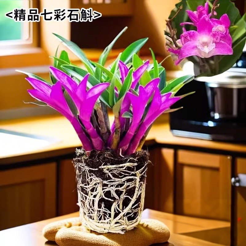 新品七彩香水石斛兰冬带花苞水培开花浓香室内桌面绿植盆栽花卉