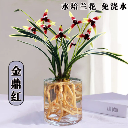 有香味的兰花苗建兰金鼎红