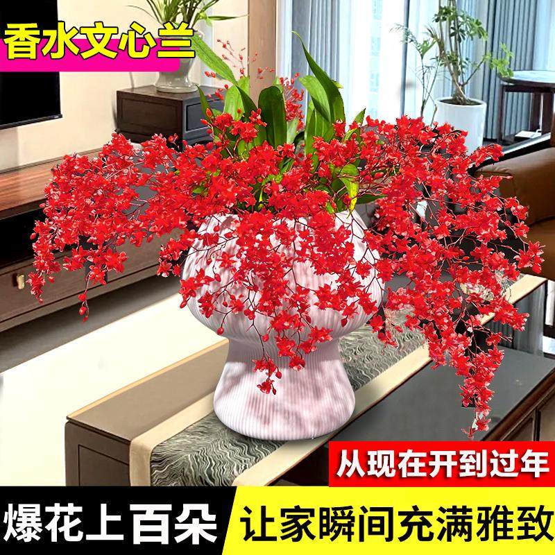 梦香文心兰多色现带花苞年宵花卉室内植物迷你水培盆栽名贵兰花苗