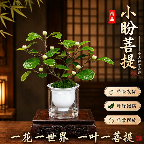 小盼菩提树盆栽老桩带果