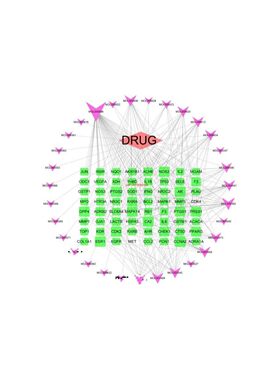 生信分析 单细胞测序动物细胞实验TCGA/GEO数据库挖掘网路药理学