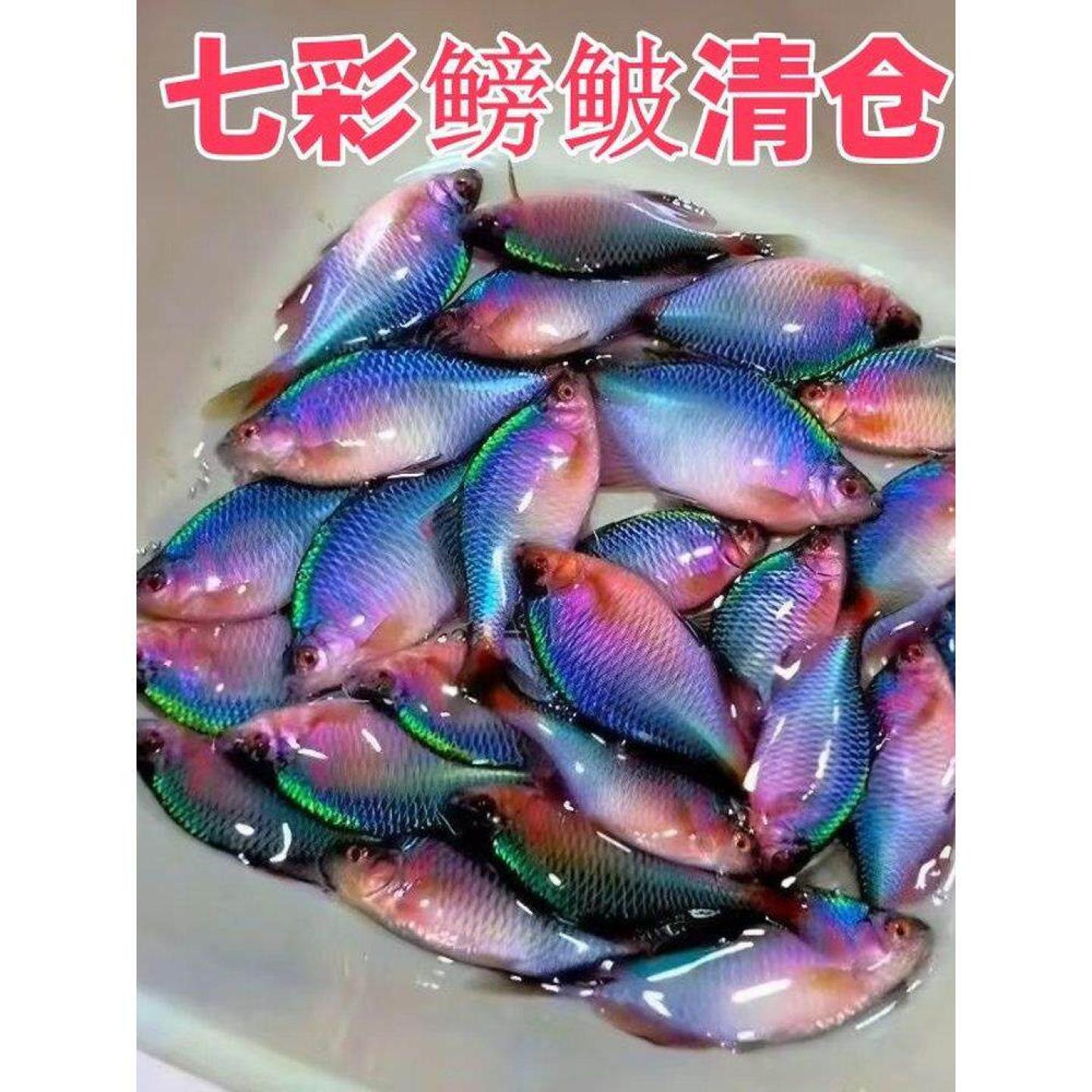 七彩鳑鲏鱼观赏鱼小型淡水鱼好养耐活原生鱼群游鱼冷水鱼鳑鲏鱼