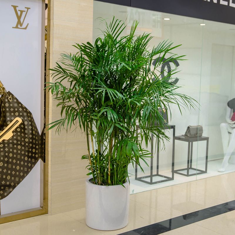 夏威夷竹子盆栽凤尾竹散尾葵室内客厅大型绿植盆景植物椰子树