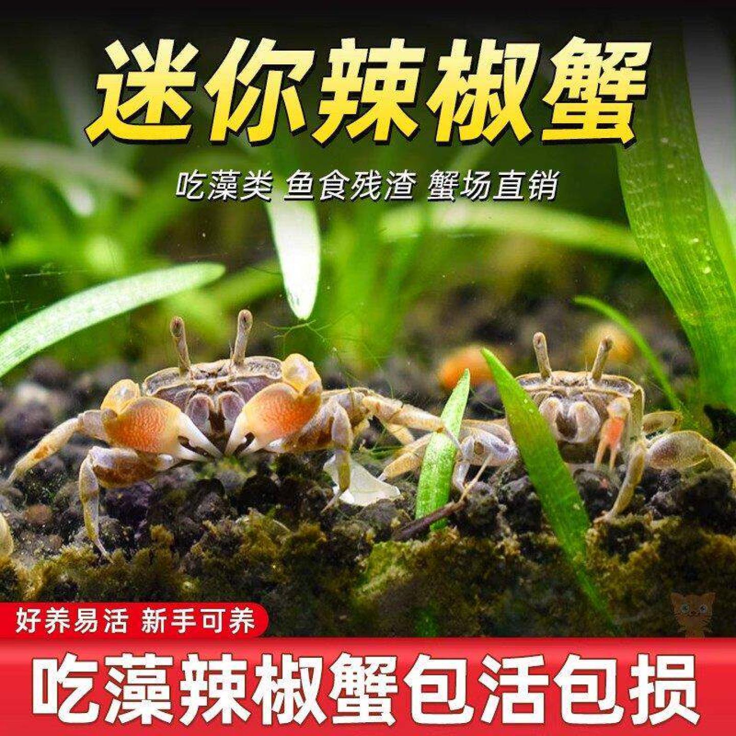 迷你辣椒蟹懒人宠物桌面缸爬宠缸装饰造景送小螺壳微景观造景底砂图片