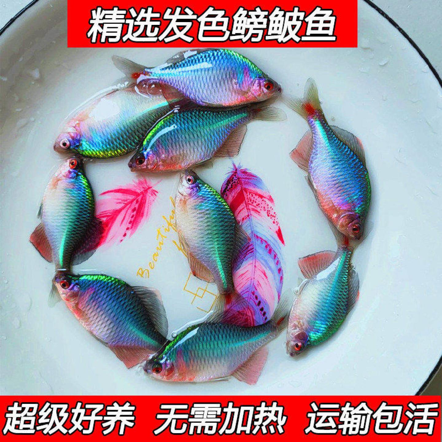 七彩鳑鲏鱼观赏鱼旁皮冷水鱼活体小型鱼苗原生群游鱼除藻淡水好养