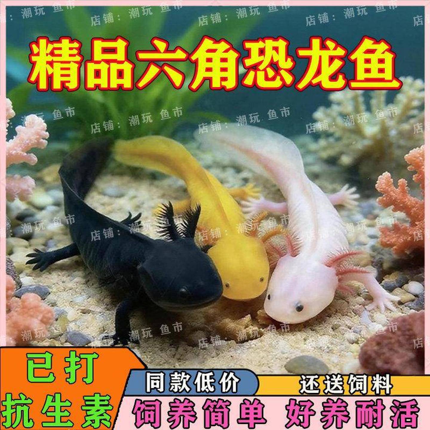 六角恐龙鱼淡水冷水观赏鱼好活耐养活体美西螈水族宠物网红鱼