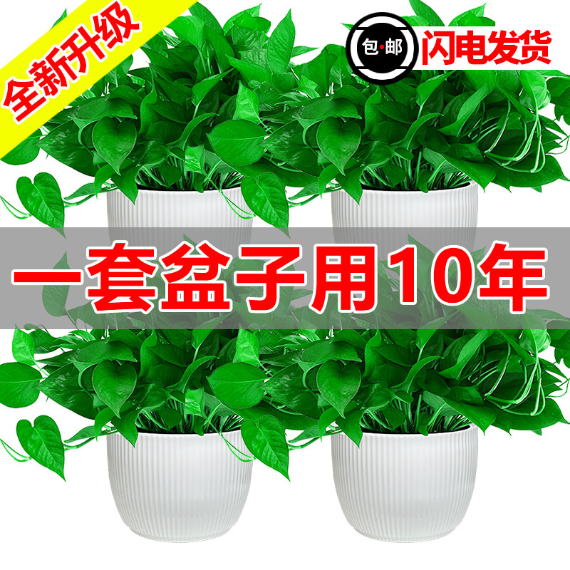 黄金葛好易养新房净化空气绿植物花卉黄金葛盆栽办公室内美观高端