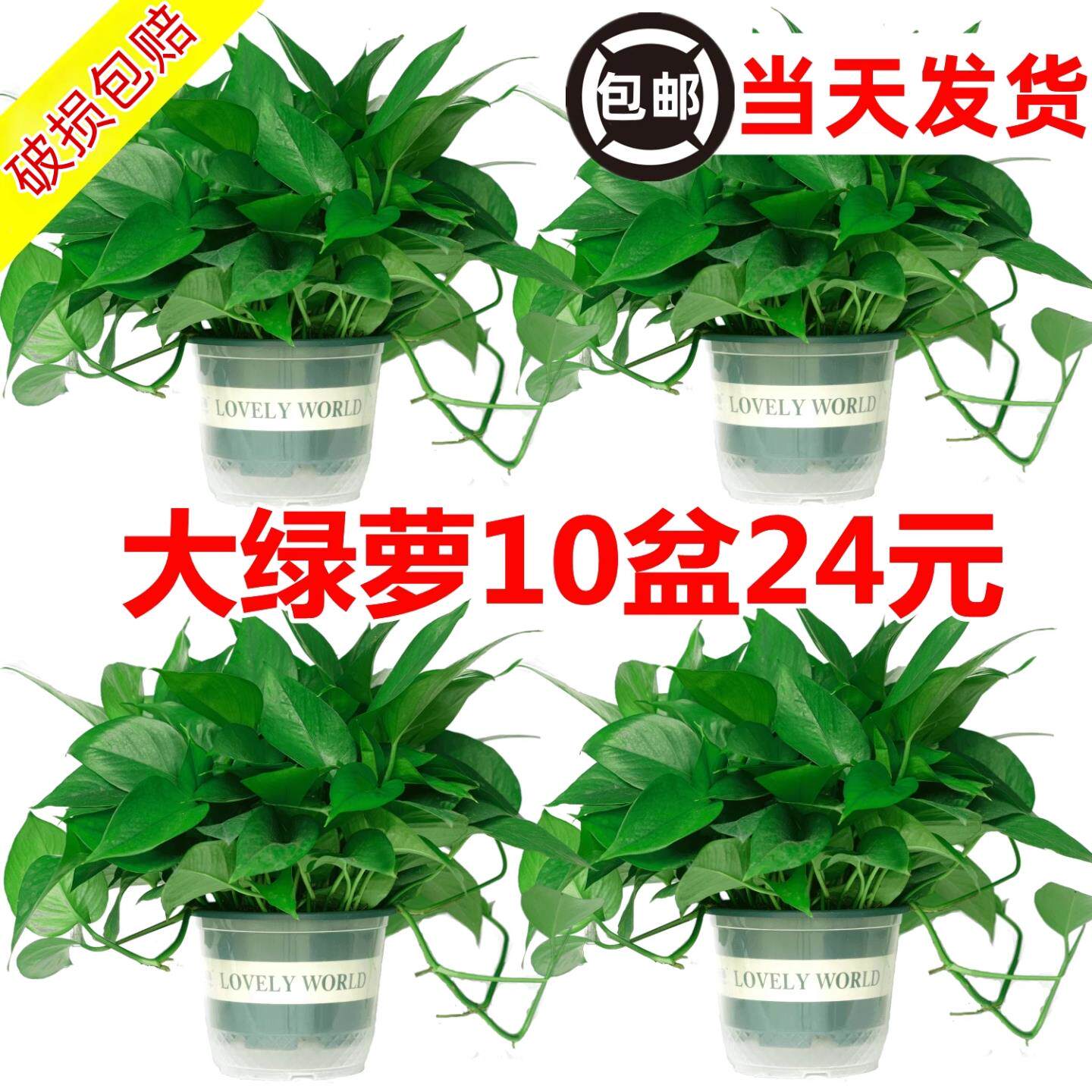 绿萝盆栽室内家用新房水培好养盆景长藤垂吊绿植物大叶绿箩