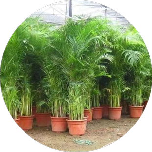 散尾葵盆栽凤尾竹大型室内水培富贵竹袖珍椰子绿植物夏威夷竹花卉