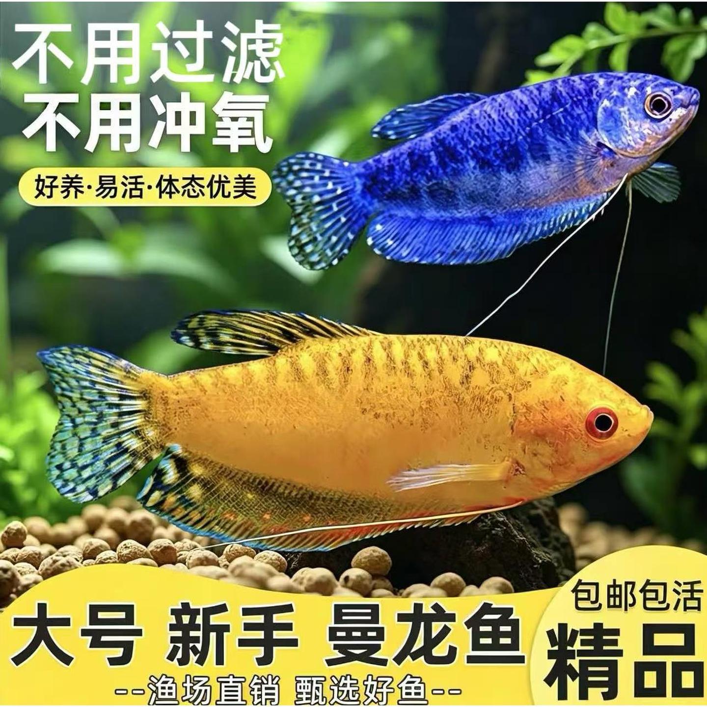 曼龙鱼五彩丽丽热带观赏鱼珍珠马甲球吃蛋白虫鱼好养耐活蓝曼龙鱼