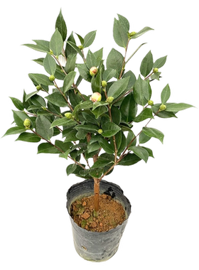 黄遵金花茶阳台四季绿植名贵