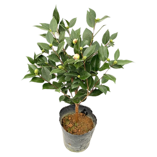 黄遵金花茶盆栽金茶花山茶花树苗阳台花卉四季绿植金黄色名贵品种