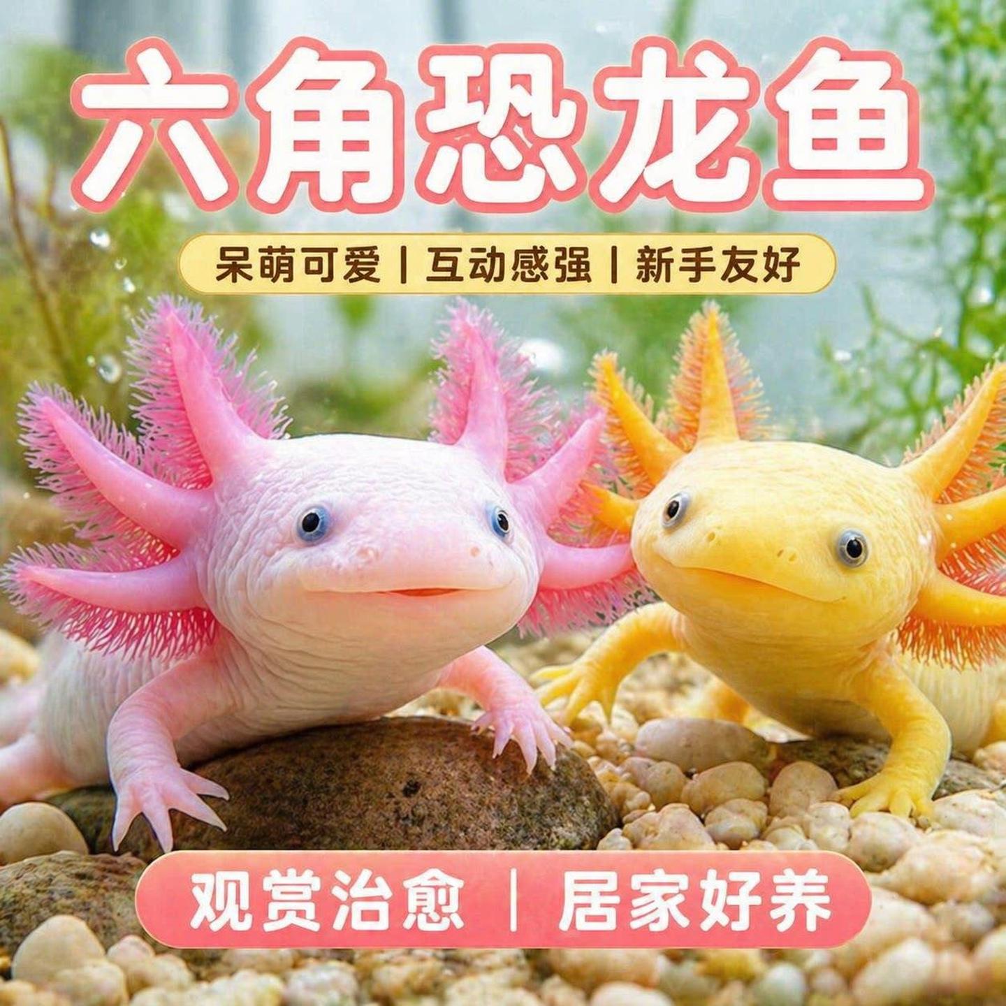 六角恐龙观赏冷水鱼水族宠物活体无需打氧淡水好养耐活网红鱼