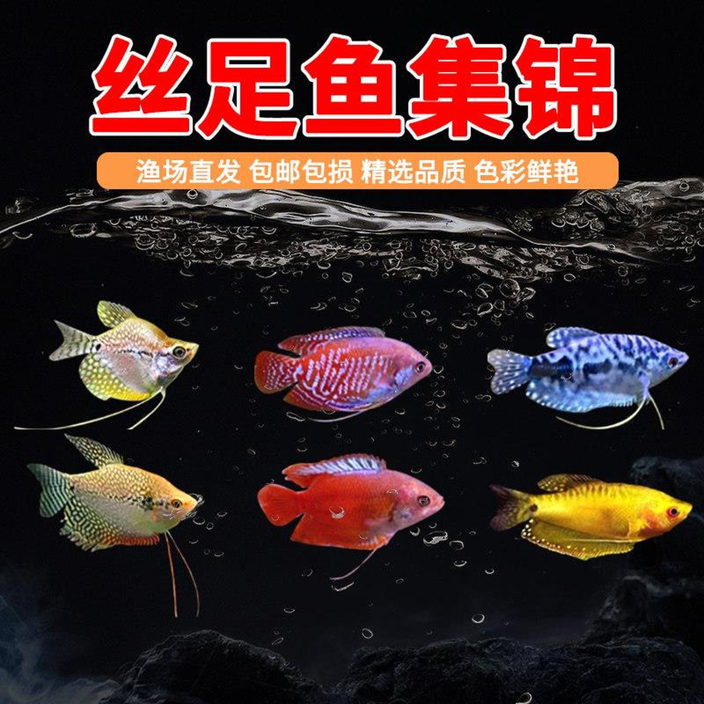 吃蛋白虫黄蓝曼龙鱼马甲鱼五彩丽丽鱼曼龙球水族宠物耐养活体包邮