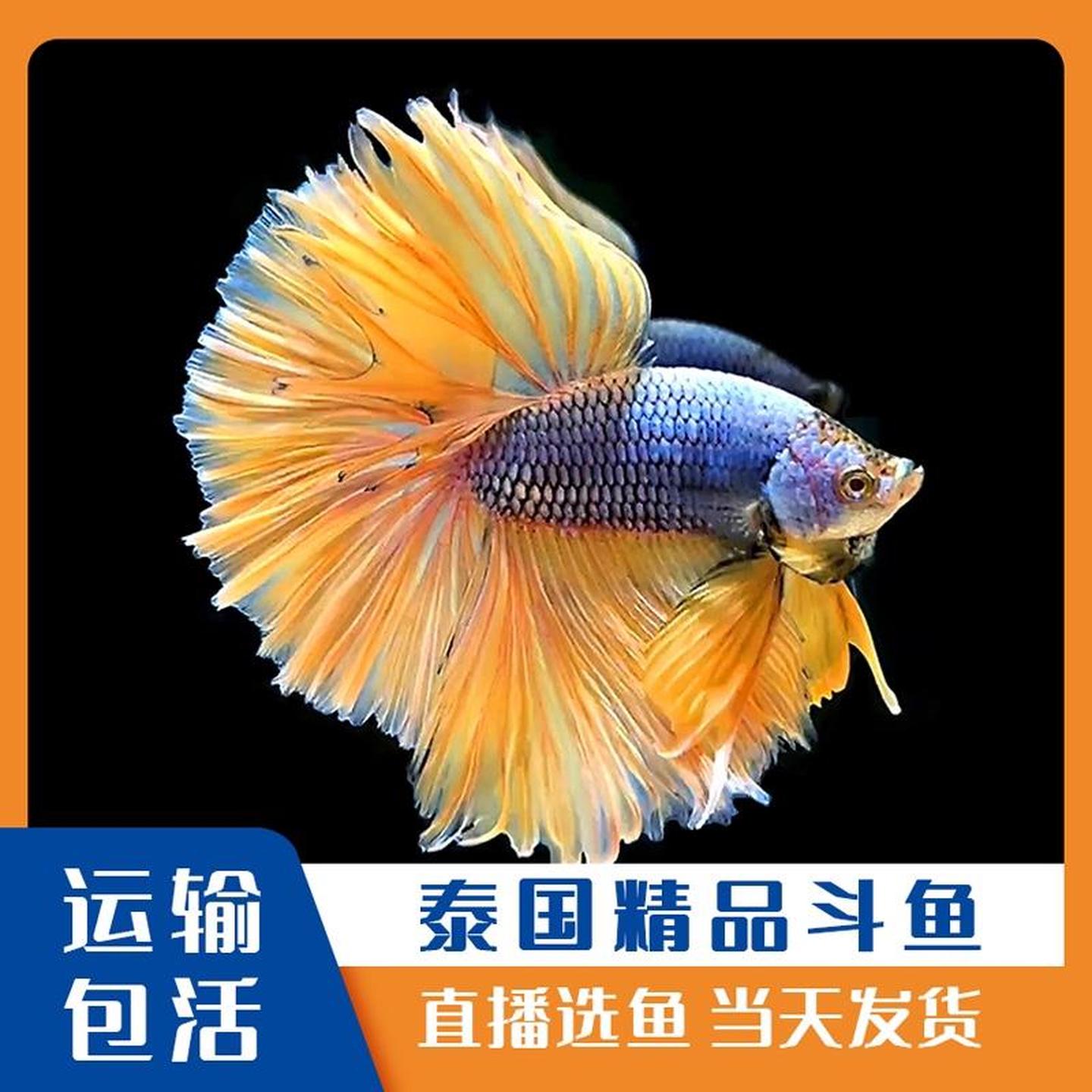 泰国斗鱼半月大耳狮王马尾精品展示级淡水活体宠物观赏鱼直播选鱼