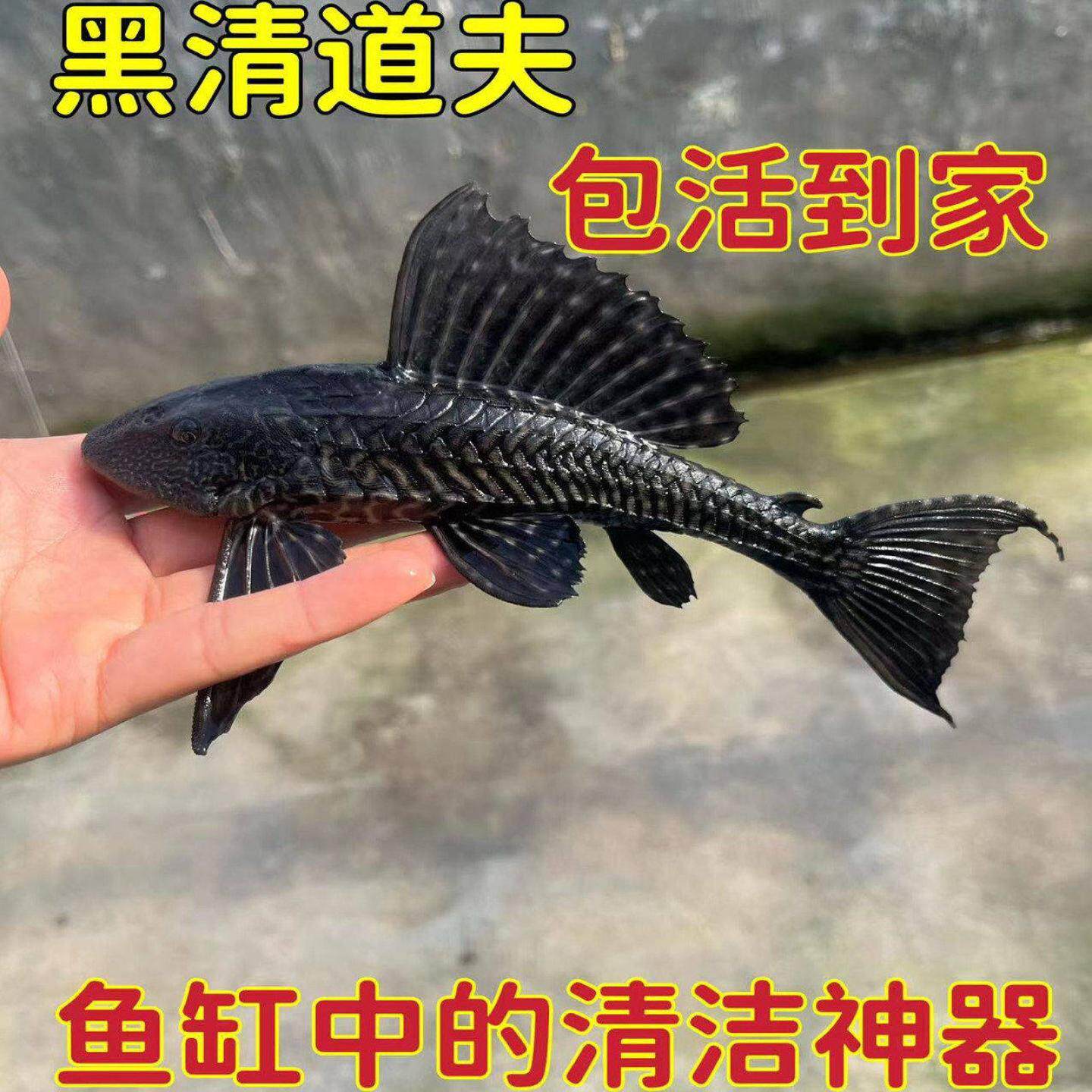 清道夫清洁鼠鱼小型热带鱼工具垃圾鱼底栖除藻除青苔清洁鱼缸活体