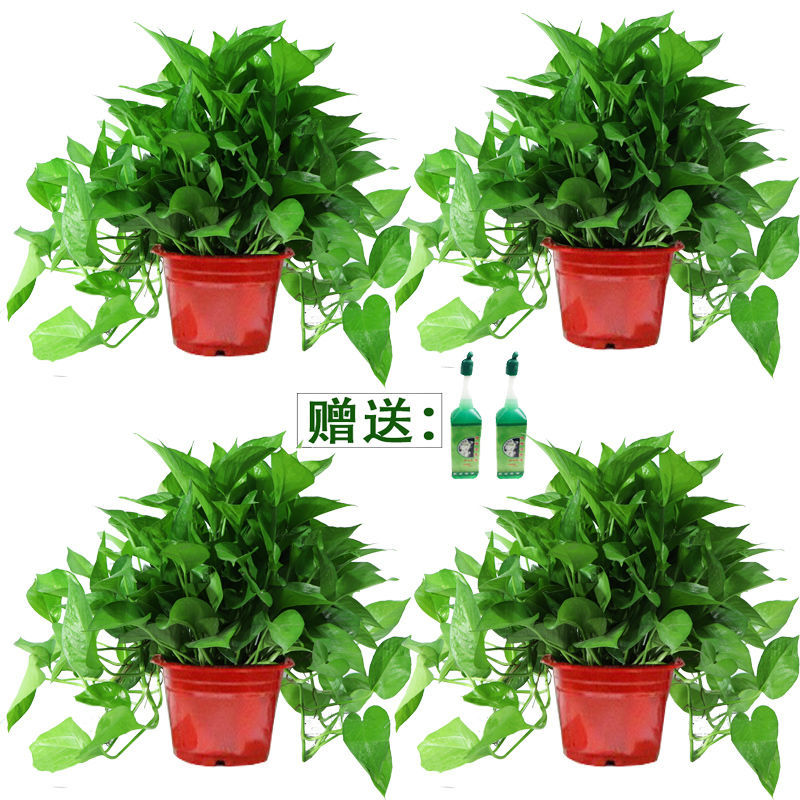 绿萝盆栽室内水养花卉吊兰