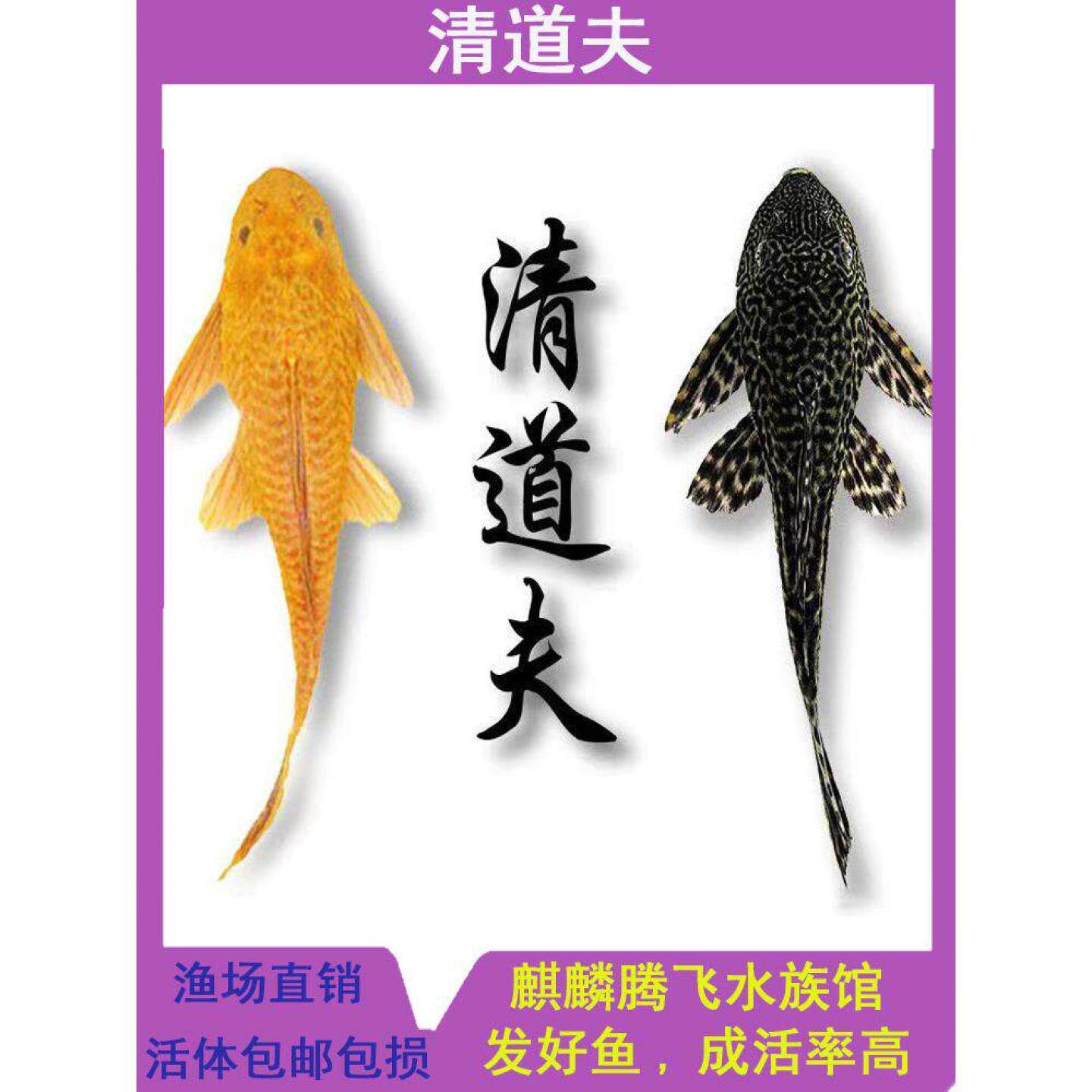 清洁鱼清道夫大黄金鳅观赏鱼金苔鼠淡水鱼草缸鱼缸锦鲤草金金鱼苗