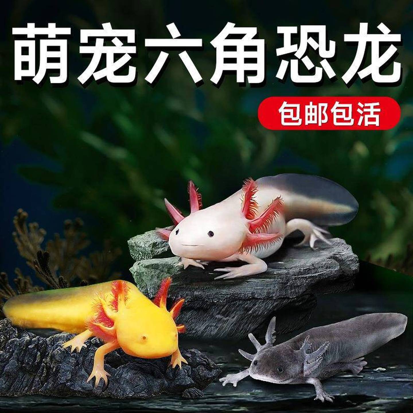 六角恐龙鱼冷水鱼水族宠物活体六角龙淡水观赏网红鱼好养易活