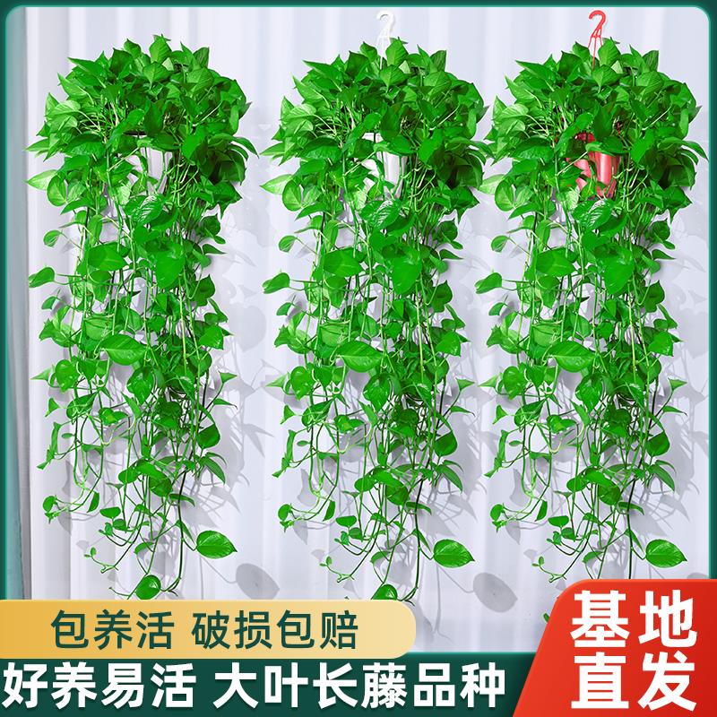 绿萝吊兰水培盆栽室内除甲醛长藤绿箩垂吊植物新房去甲醇净化空气
