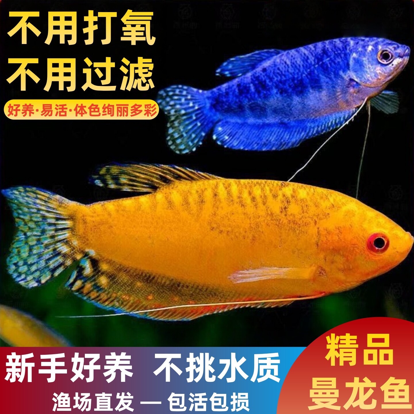 曼龙鱼观赏鱼小型淡水热带鱼好养耐活黄曼龙蓝曼龙五彩丽丽鱼活鱼