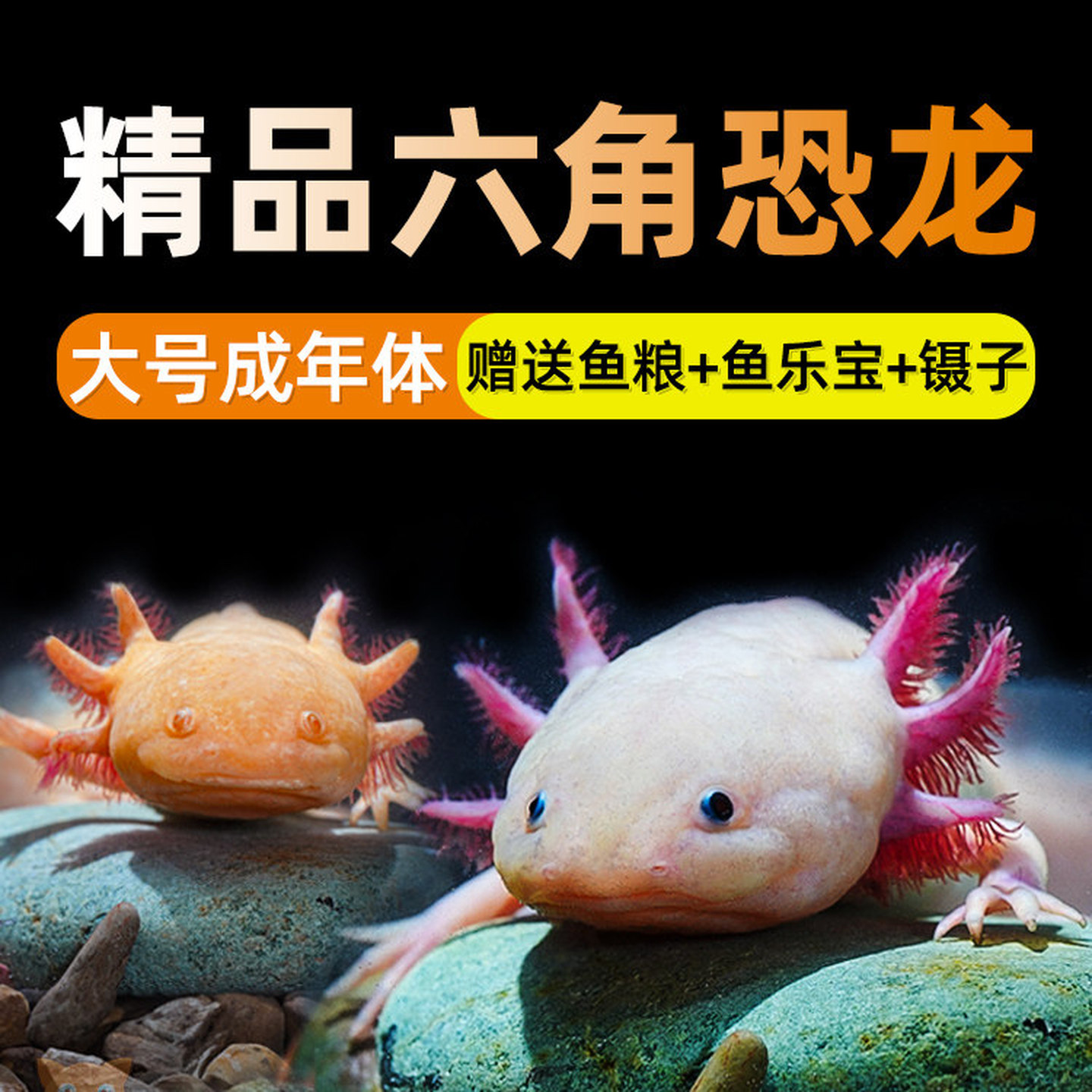 六角恐龙鱼冷水鱼水族宠物鱼六角龙淡水鱼好养活鱼观赏网红鱼