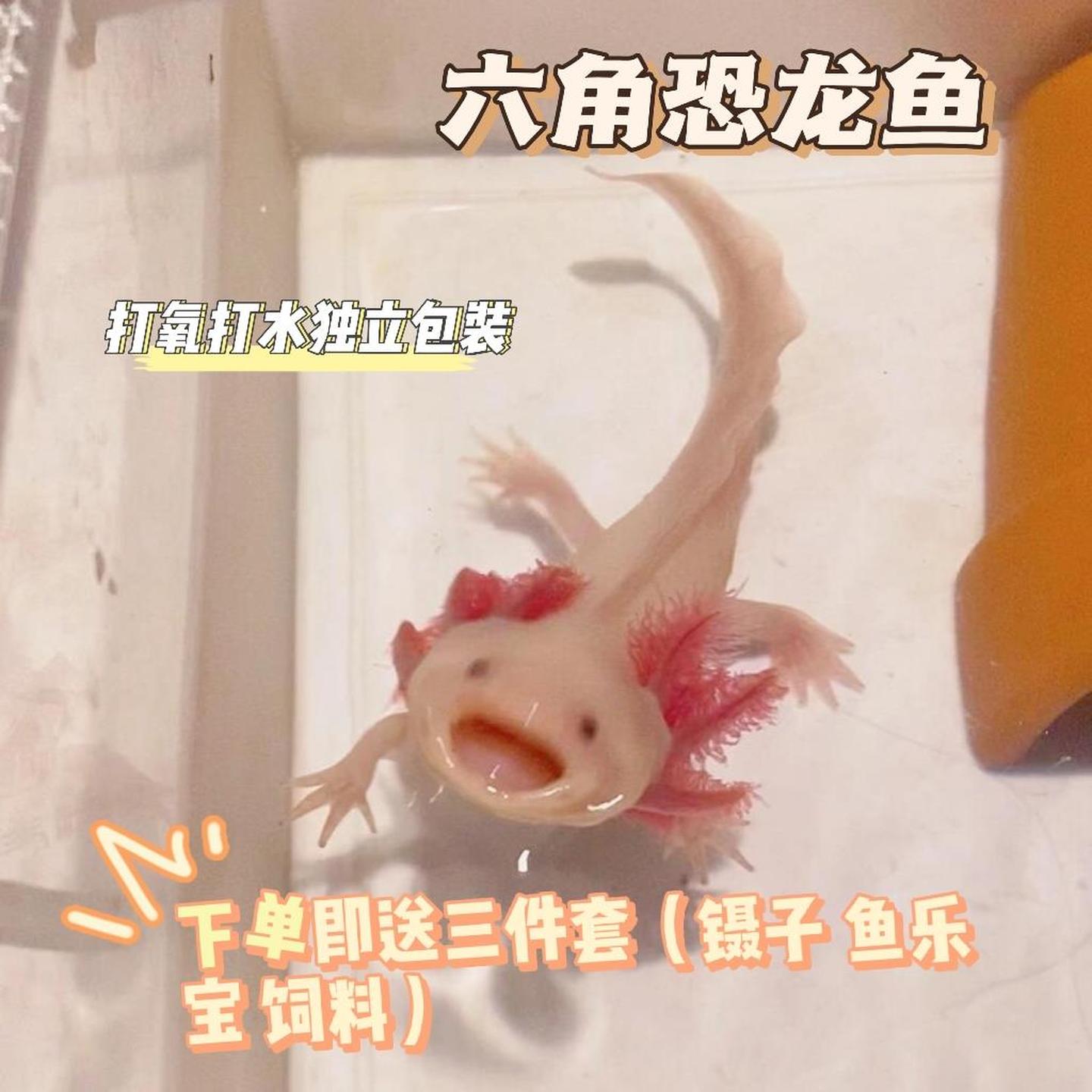 六角恐龙鱼墨西哥钝口螈冷水鱼美西螈四脚娃娃鱼观赏鱼活体宠物