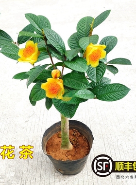 黄遵金花茶盆栽金茶花山茶花树苗阳台花卉四季绿植金黄色名贵品种