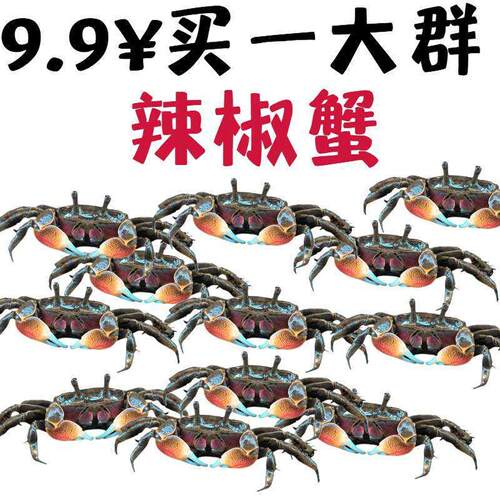 辣椒蟹迷你深水蟹微景观观赏蟹恶魔蟹豹点蟹相手蟹蝴蝶蟹淡水螃蟹