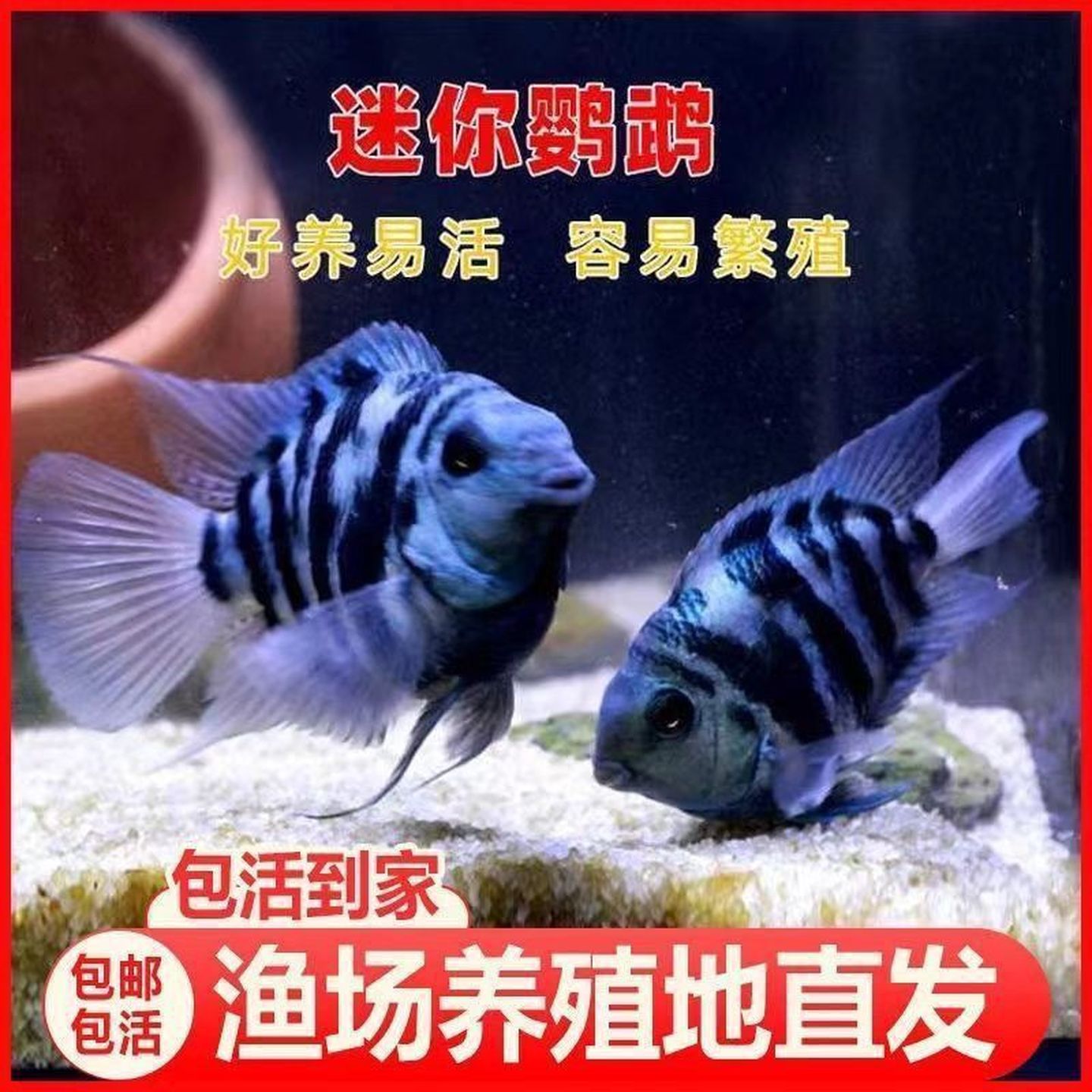 精品迷你鹦鹉白金宝蓝胭脂粉观赏鱼元宝体皮实好养包邮渔场直发